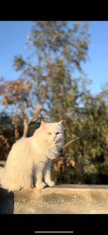persian cat triple coated 0