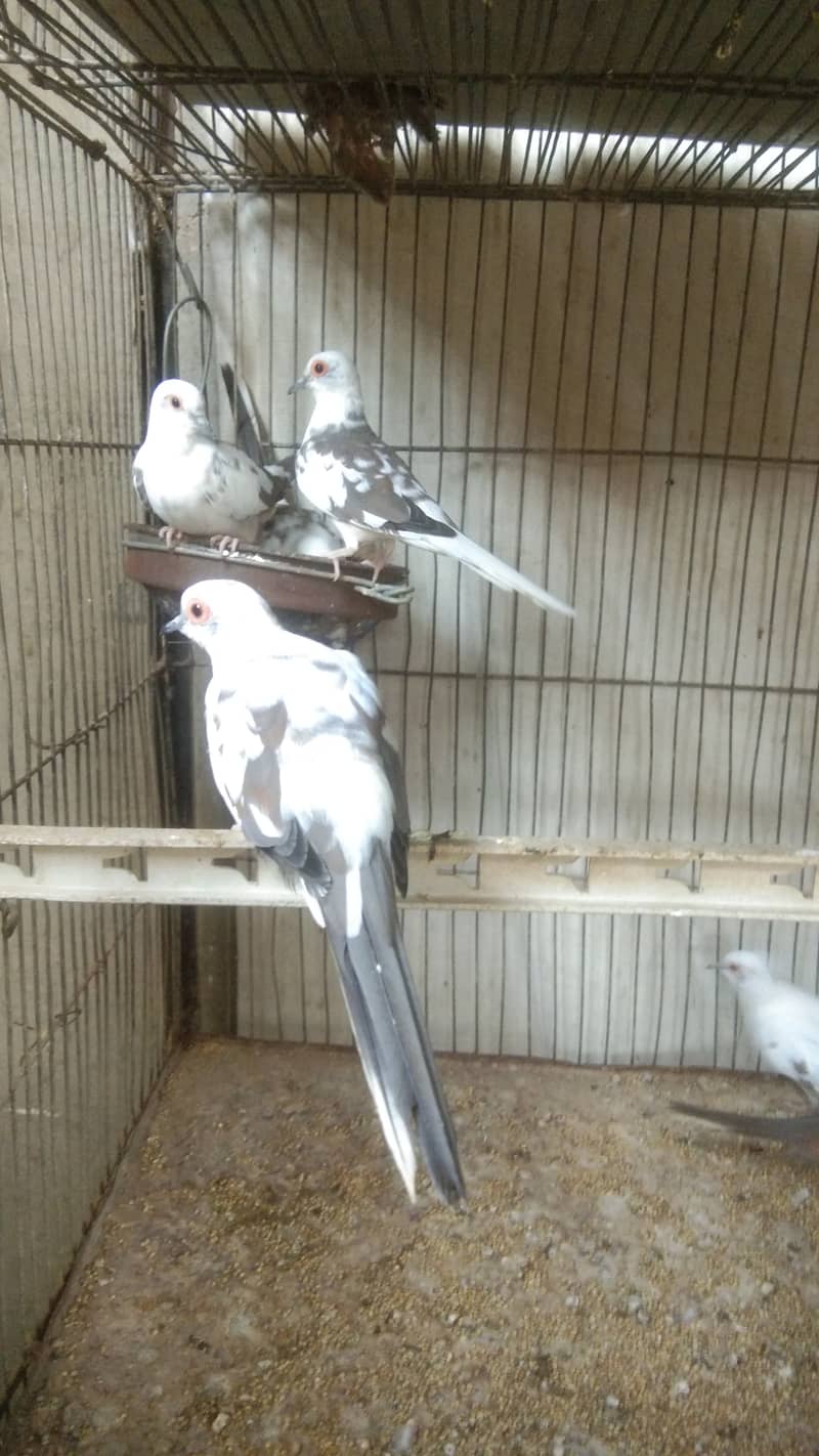 Grey Java | Pied Dove 0