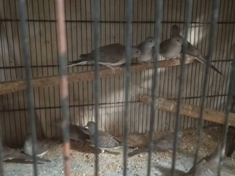 Grey Java | Pied Dove 4