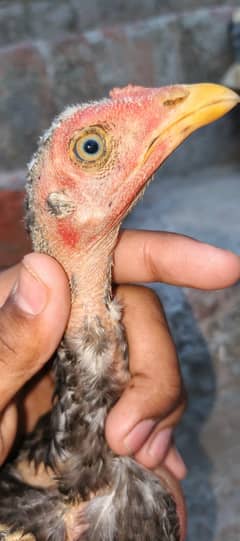 Aseel Chicks 2 month age