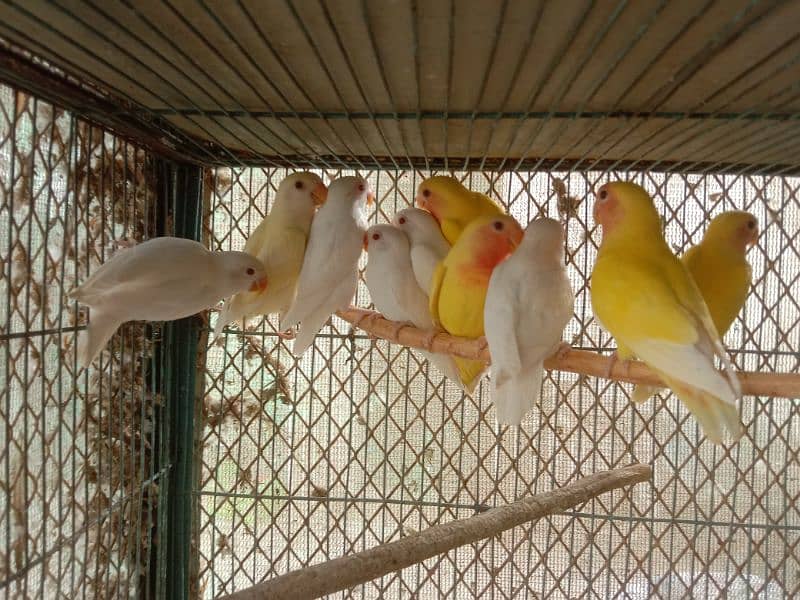 Albino and common Lotino pathay Available 0