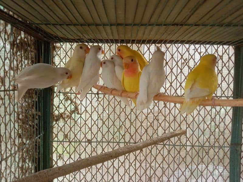 Albino and common Lotino pathay Available 1