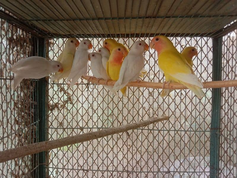 Albino and common Lotino pathay Available 2
