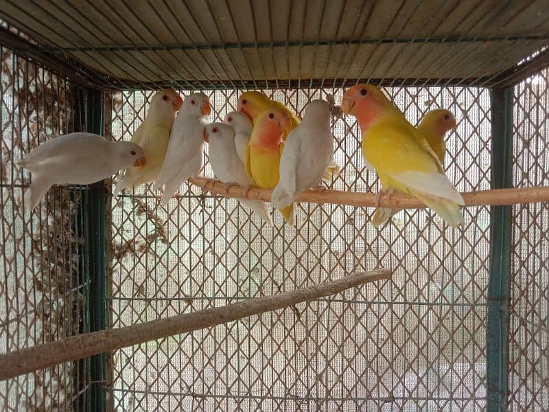 Albino and common Lotino pathay Available 3
