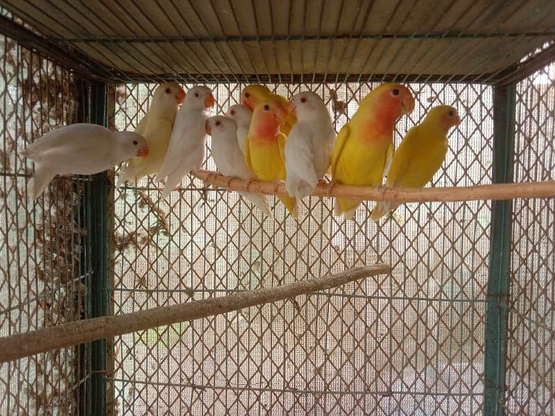 Albino and common Lotino pathay Available 4