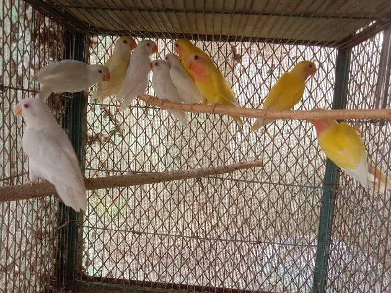 Albino and common Lotino pathay Available 5