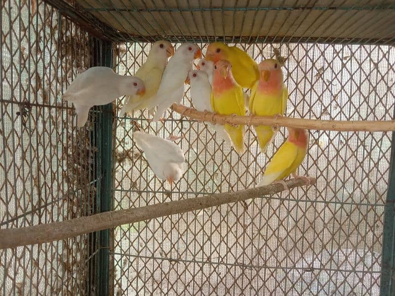 Albino and common Lotino pathay Available 6