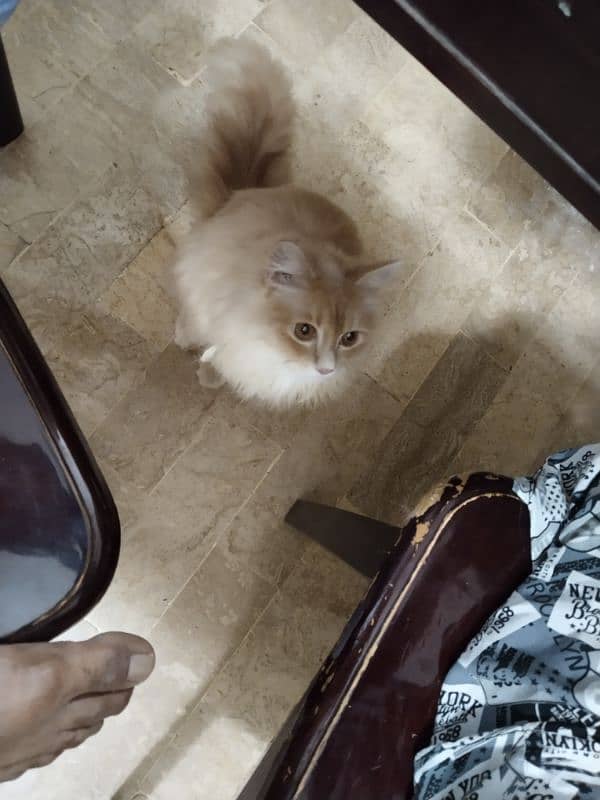 Persian Cat 0