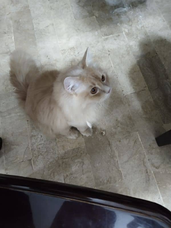 Persian Cat 1
