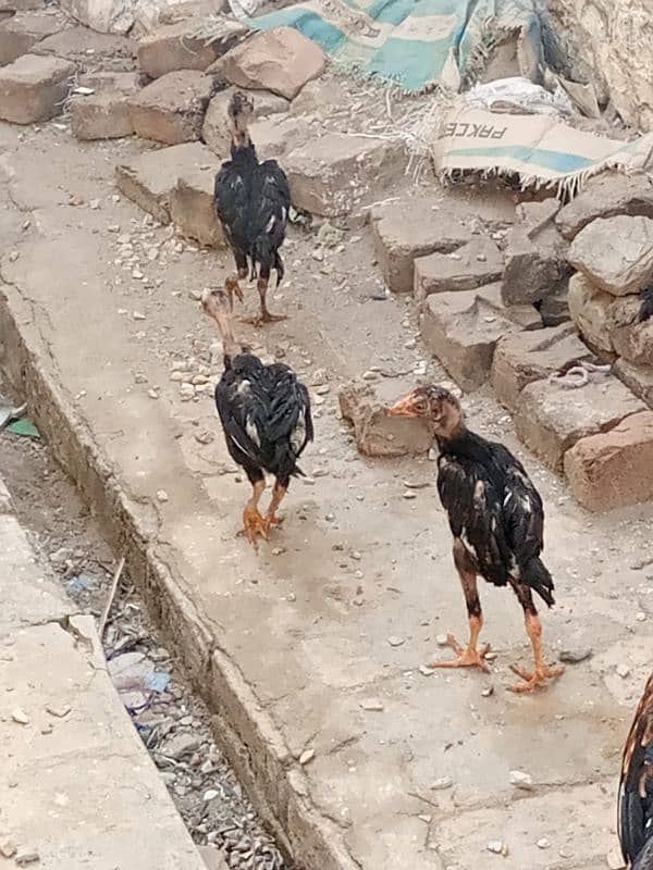 Aseel murga murgi or bachy 2