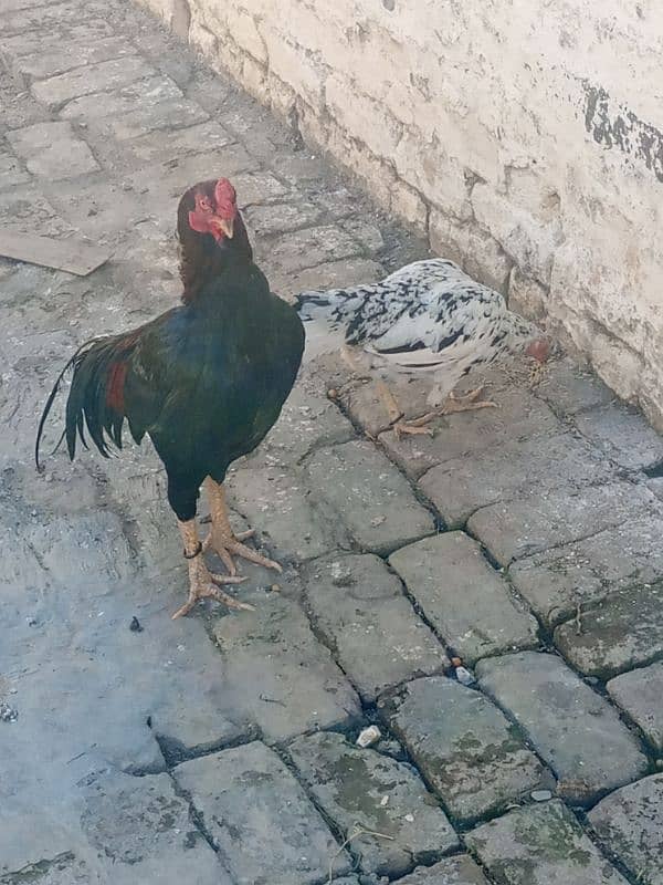 Aseel murga murgi or bachy 5