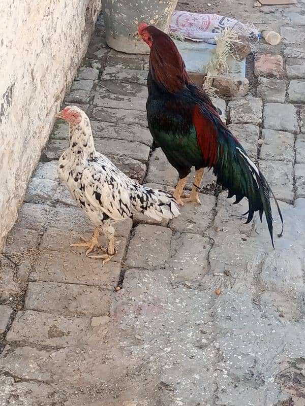 Aseel murga murgi or bachy 6