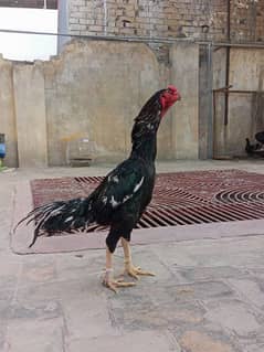 O shamo male Black Lakha colorr