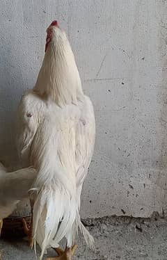 Heera