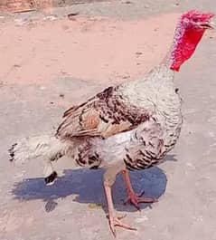 Healthy turkey bird for sale