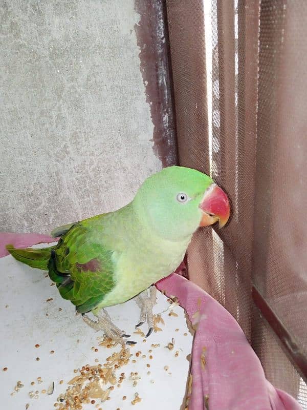 for sale 0