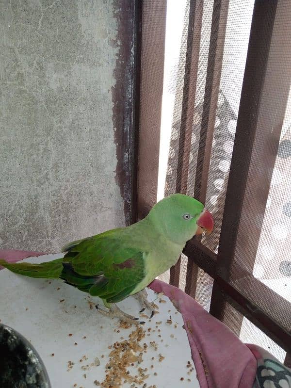 for sale 1
