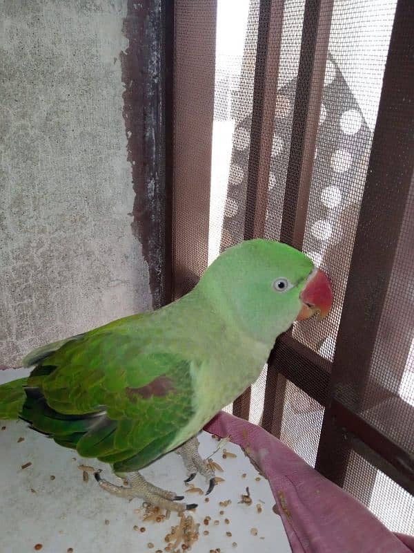 for sale 2