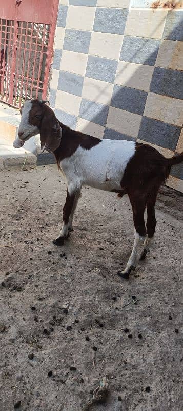 10 months k Bache Hain dono bakre hai for sell 0