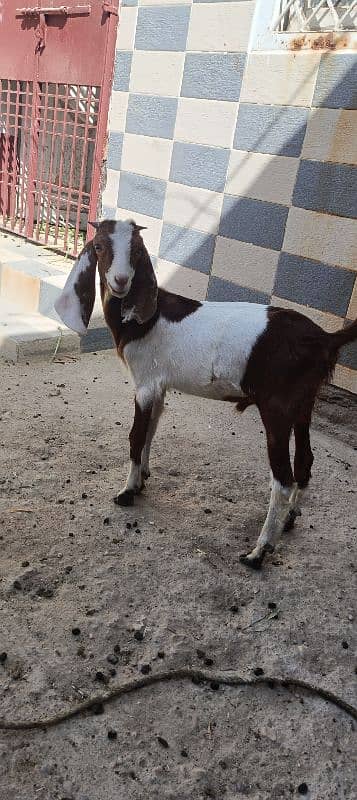 10 months k Bache Hain dono bakre hai for sell 1
