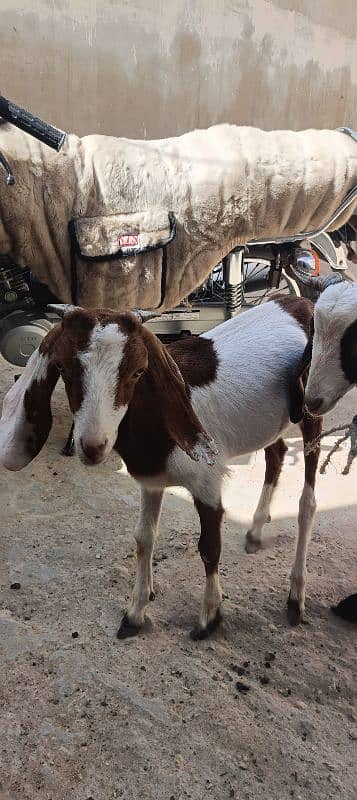 10 months k Bache Hain dono bakre hai for sell 3