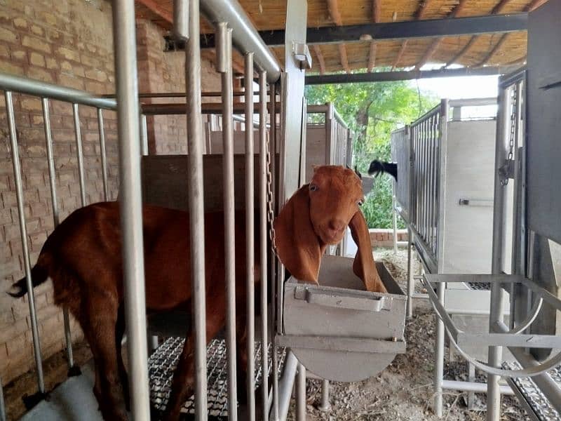goat farm consultancy services 0