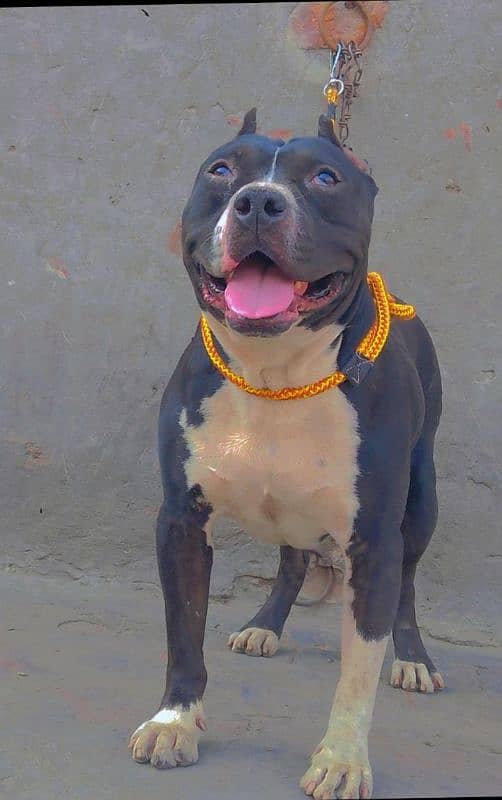sale my dog 0