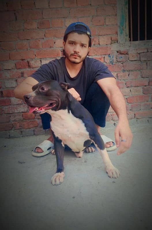 sale my dog 1