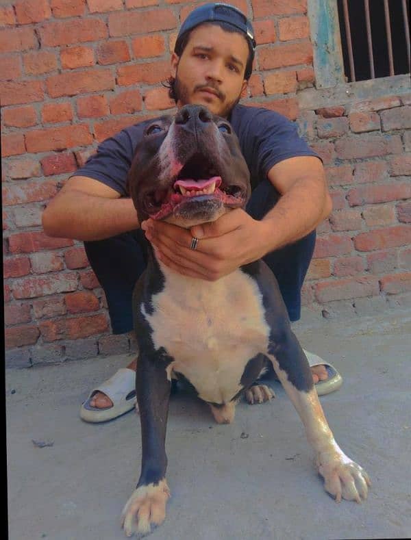 sale my dog 2