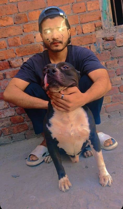 sale my dog 3