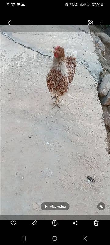Fancy hens pairs plus pieces 1