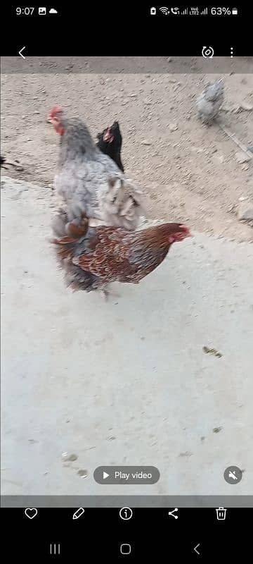 Fancy hens pairs plus pieces 2