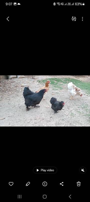 Fancy hens pairs plus pieces 3