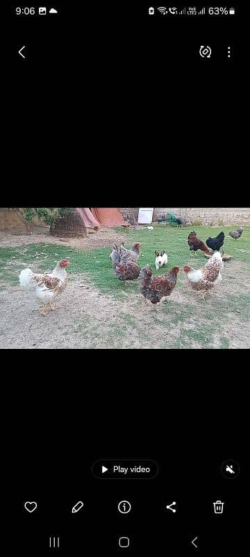 Fancy hens pairs plus pieces 4