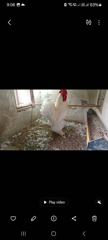 Fancy hens pairs plus pieces 6