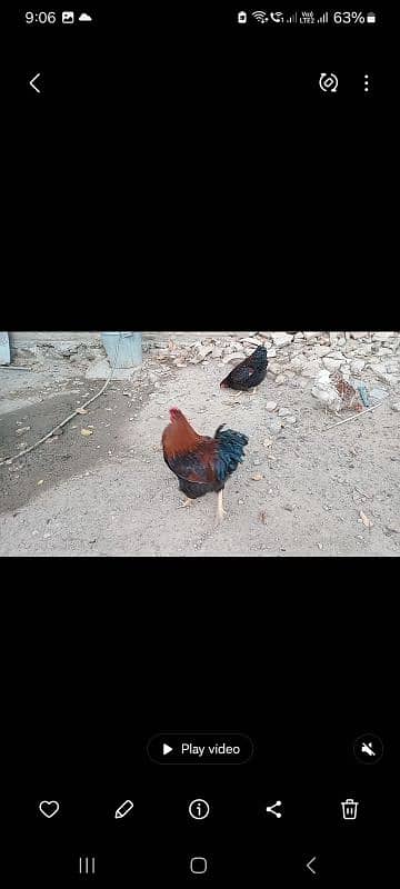 Fancy hens pairs plus pieces 7
