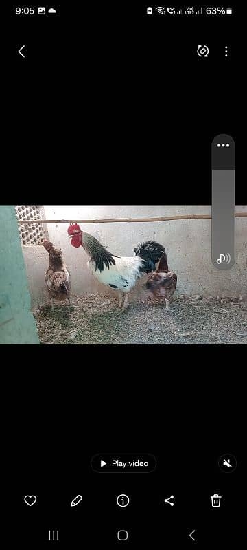 Fancy hens pairs plus pieces 8