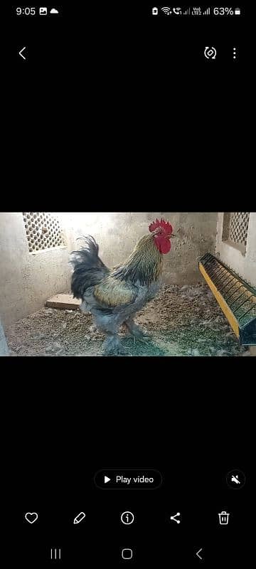 Fancy hens pairs plus pieces 10
