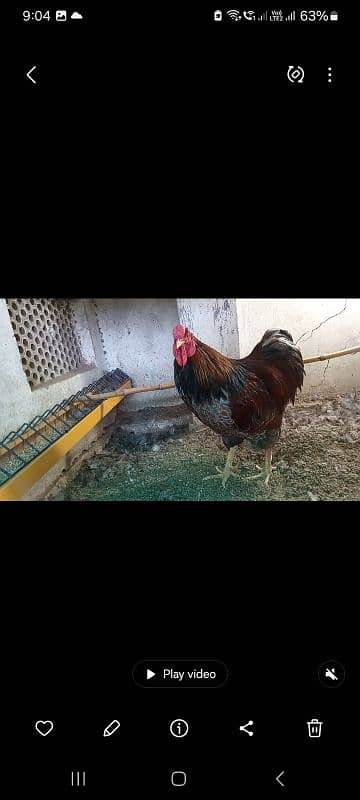 Fancy hens pairs plus pieces 11