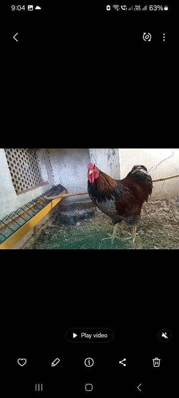Fancy hens pairs plus pieces 12