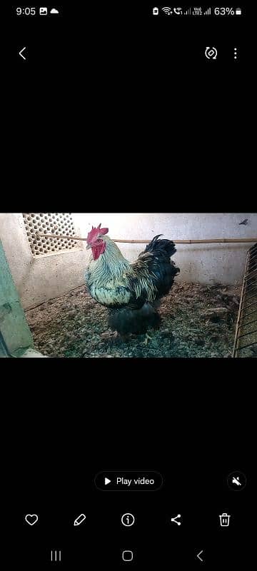 Fancy hens pairs plus pieces 13