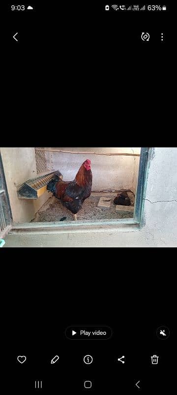 Fancy hens pairs plus pieces 14