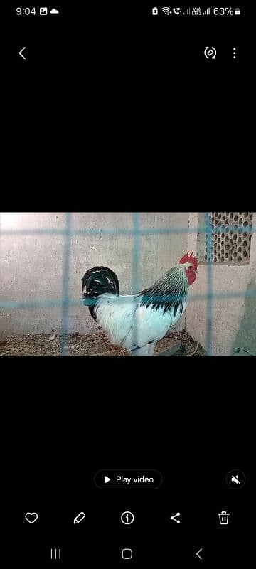 Fancy hens pairs plus pieces 15