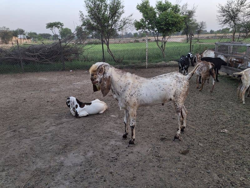 khassi or breader male and Femlales available for sale 0