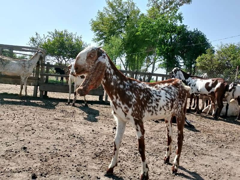 khassi or breader male and Femlales available for sale 4