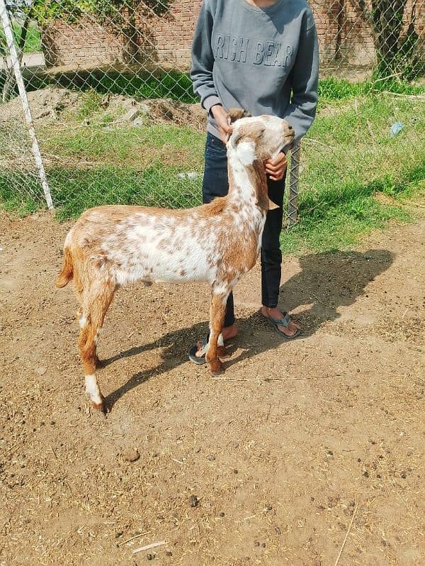 khassi or breader male and Femlales available for sale 5
