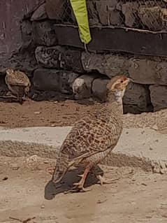 dakhni tetaar For sale