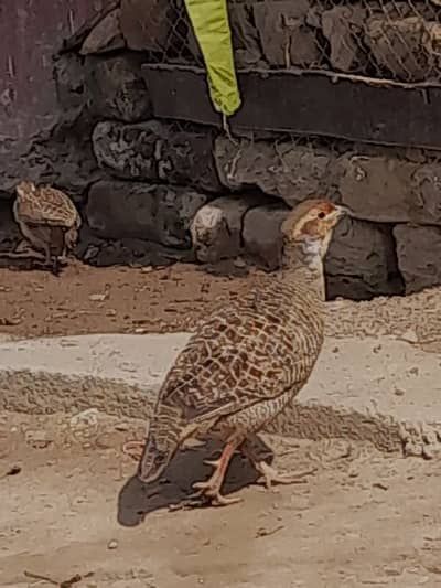 dakhni tetaar For sale whatsapp 03095302904