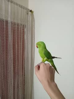 talking ringneck parrot hand tamed03186972829)is number parraabta kare