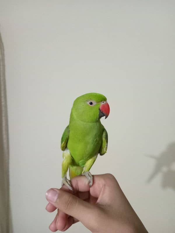 talking hand tame ringneck 03186972829 contact number 1